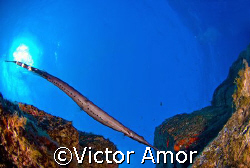 Trumpet fish by Victor Amor 